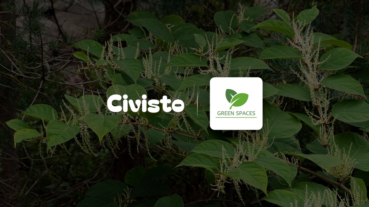 Blommande parkslide med stora gröna blad och vita blomvippor i en trädgård i Brastad, Lysekils kommun